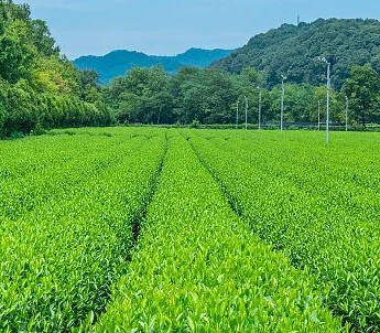 Super Huibai Green Tea